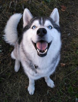 Dog Photo