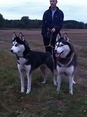 Dog Photo