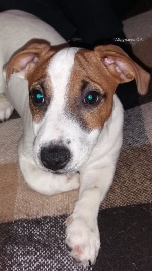 Dog Photo