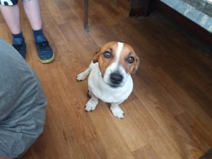 Dog Photo