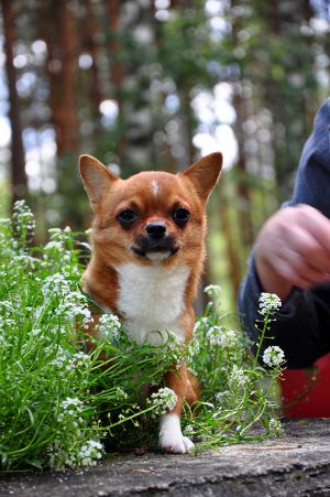 Dog Photo