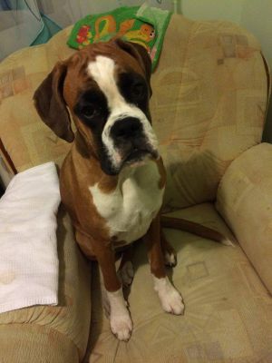Dog Photo