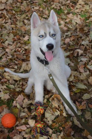 Dog Photo