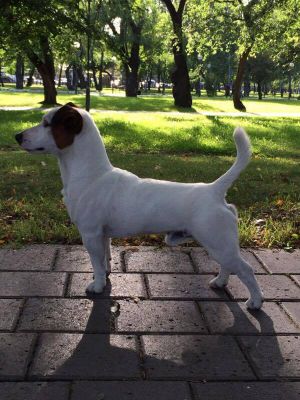 Dog Photo