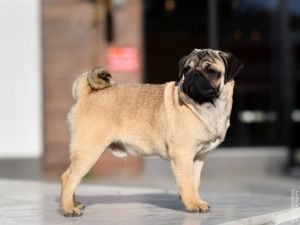 Dog Photo