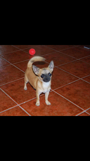 Dog Photo
