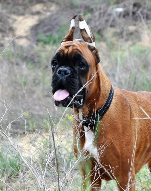 Dog Photo