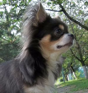 Dog Photo