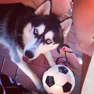 Dog Photo