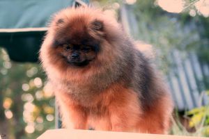 Dog Photo