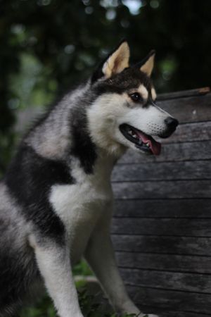 Dog Photo