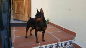 Dog Photo