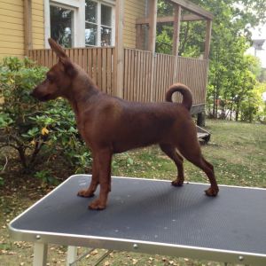 Dog Photo