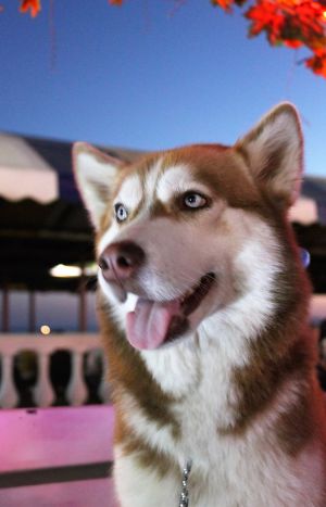 Dog Photo