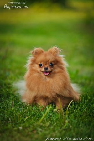Dog Photo