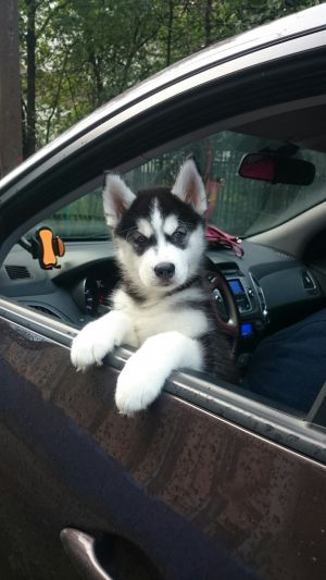 Dog Photo