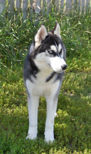 Dog Photo