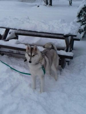 Dog Photo