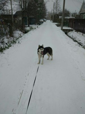 Dog Photo