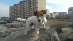 Dog Photo