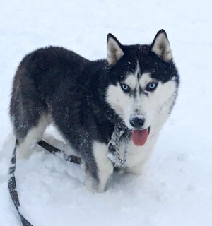 Dog Photo