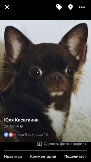 Dog Photo