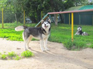 Dog Photo