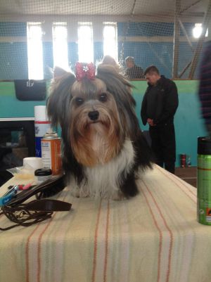 Dog Photo