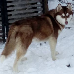 Dog Photo
