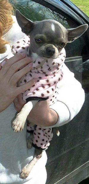 Dog Photo