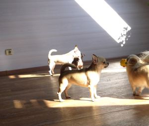 Dog Photo
