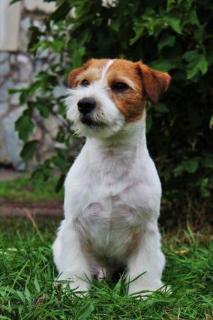 Dog Photo
