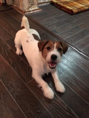 Dog Photo
