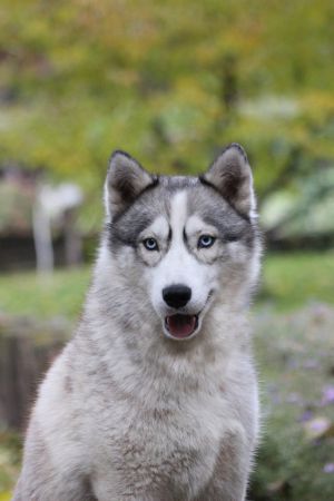 Dog Photo