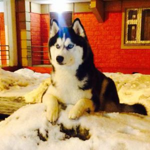 Dog Photo