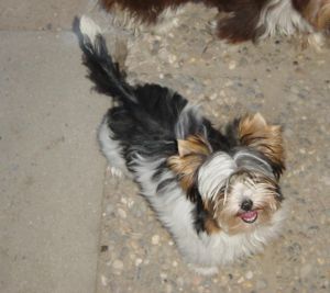 Dog Photo