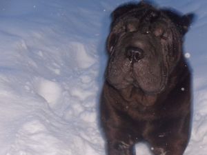 Dog Photo