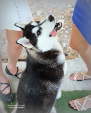 Dog Photo