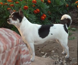 Dog Photo
