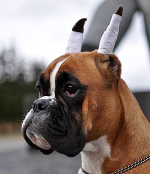 Dog Photo