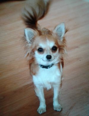 Dog Photo