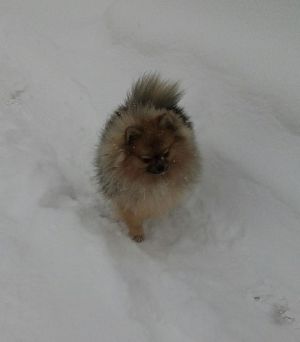 Dog Photo