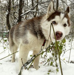 Dog Photo