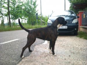 Dog Photo