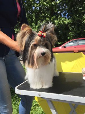 Dog Photo