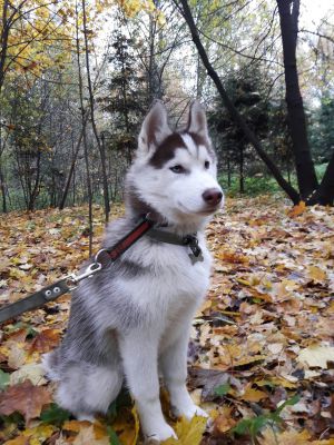 Dog Photo