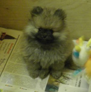 Dog Photo