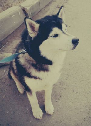 Dog Photo