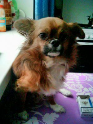 Dog Photo