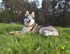 Dog Photo